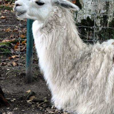 Guanaco