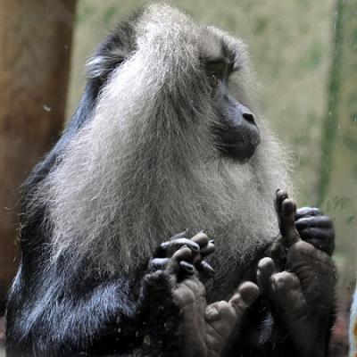 Macaque à queue de lion