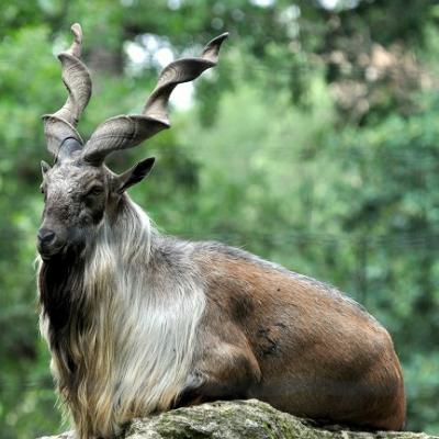 Markhor 2