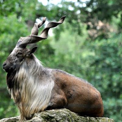 Markhor