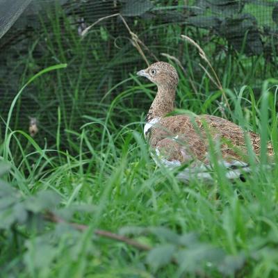 Outarde Canepetiere 2