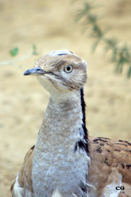 Outarde Houbara