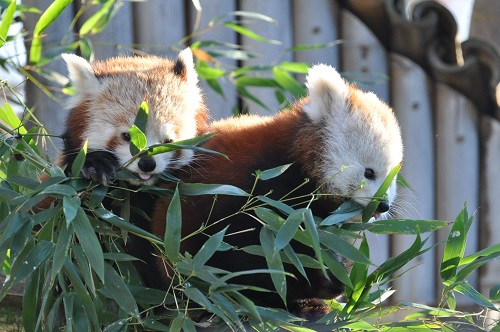 Pandas Roux