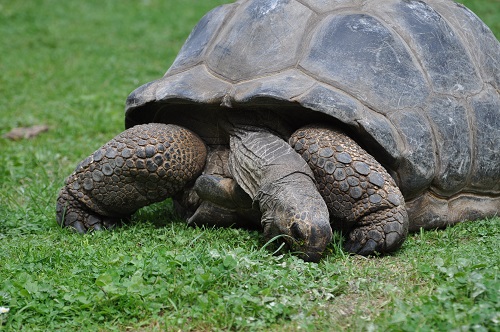 Tortue Éléphantine