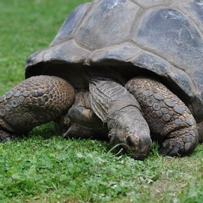 Tortue Éléphantine