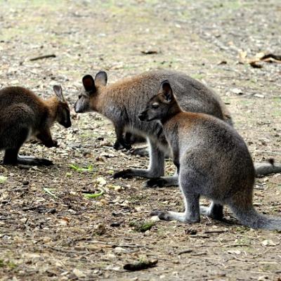 Wallaby