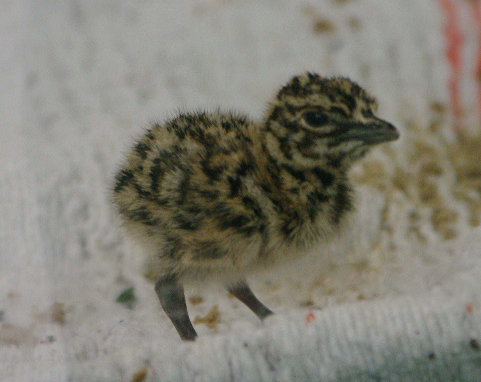 11 a la menagerie poussin de 2 jours outarde houbara