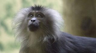 11 macaque a queue de lion c mnhn roxane chenay