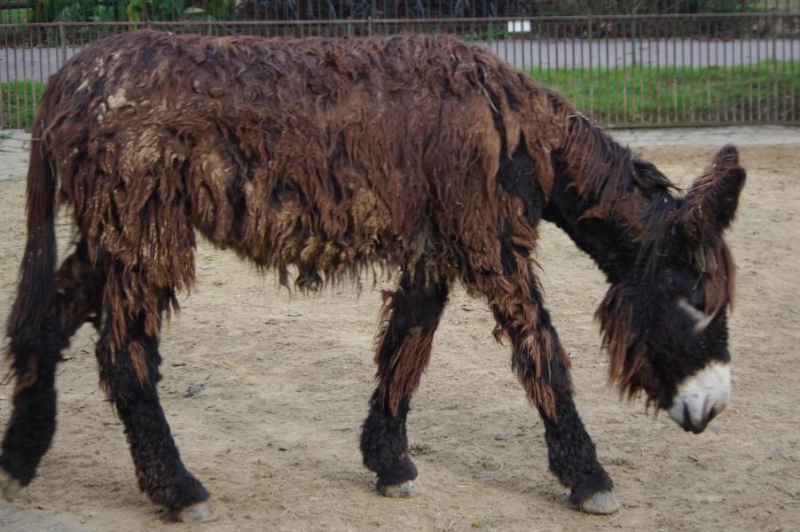 12 danette jeune femelle baudet du poitou