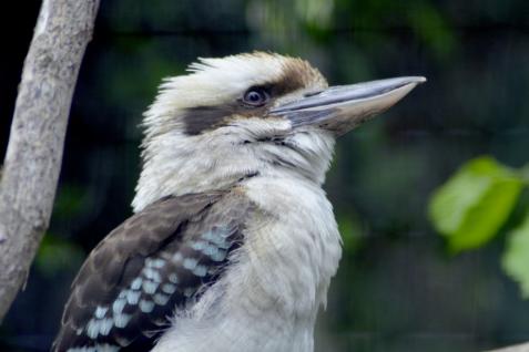 13 kookaburra par j munier