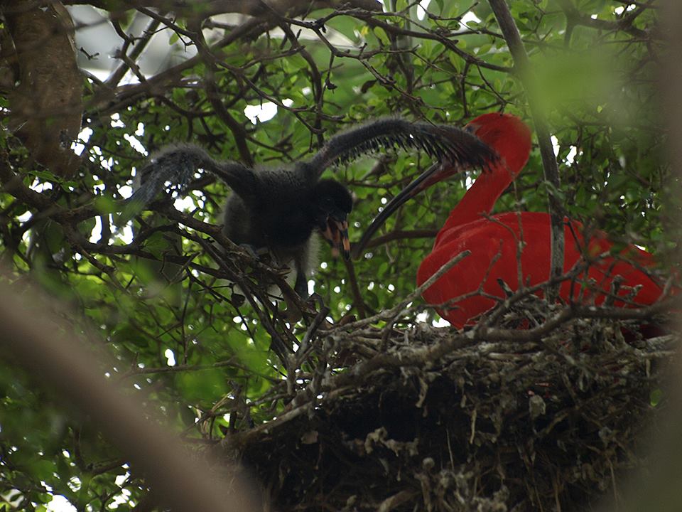 13 zone guyane serre tropicale un jeune ibis rouge