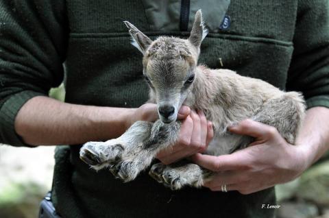 15 bebe markhor