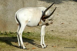 15 un jeune addax