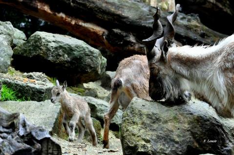 16 jeune markhor ne le 21 mai 2016 fl