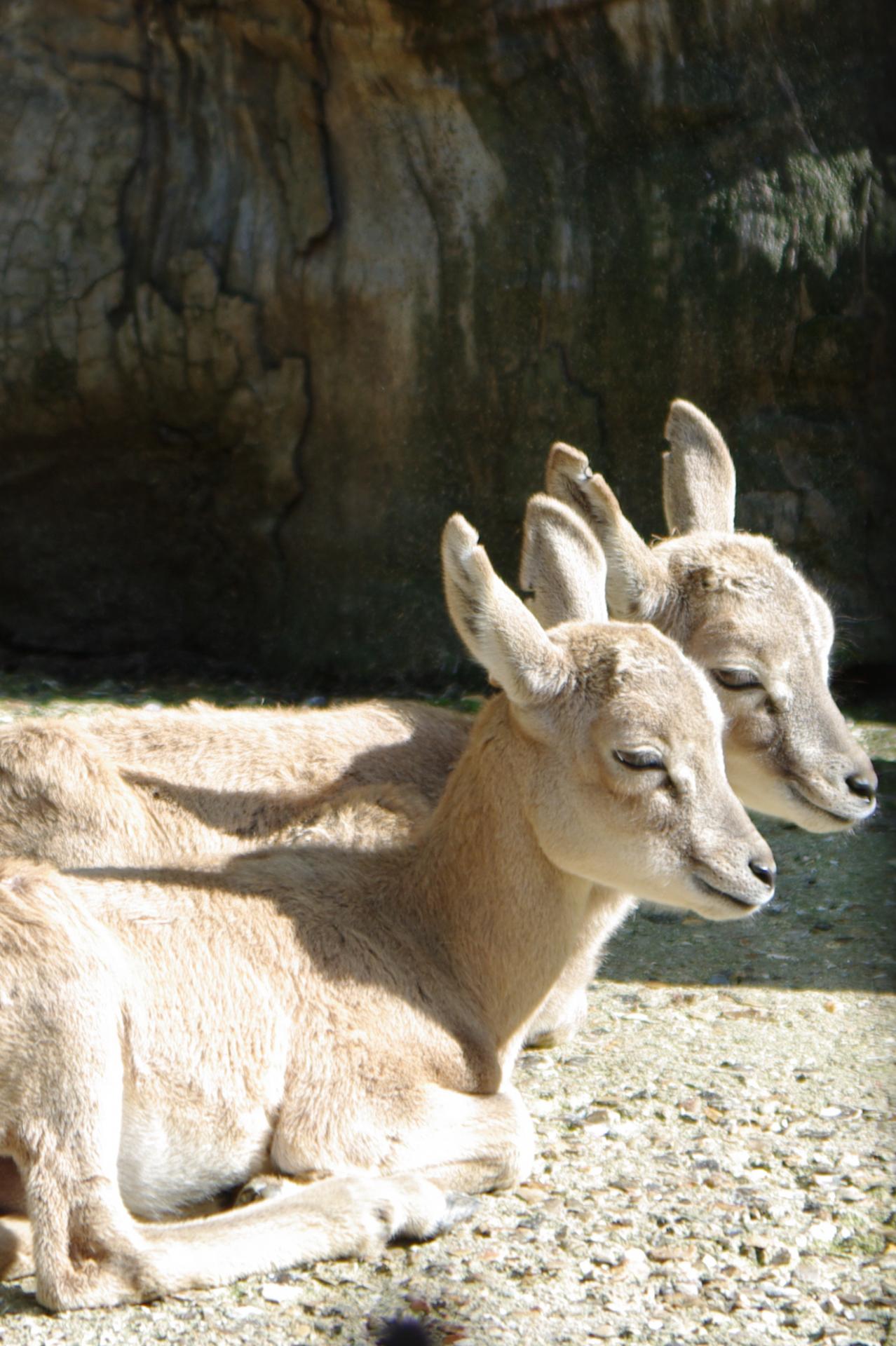 17 a la menagerie les deux petits arkals