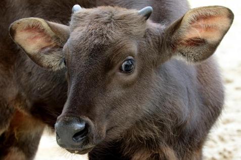 17 jeune gaur decembre 2017 photo decembre 2017 e baril