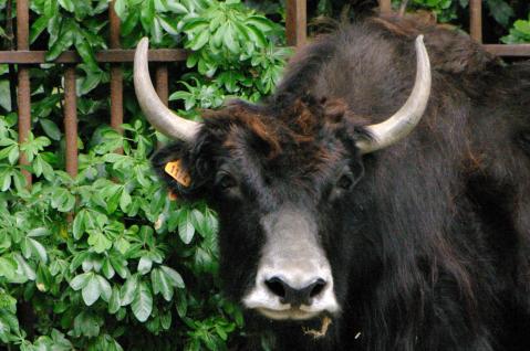 18 menagerie du jardin des plantes femelle yack