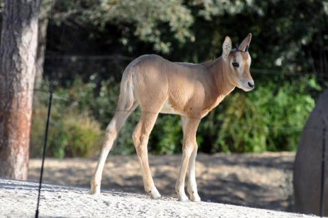 18 zone sahel soudan jeune oryx ne le 14 aout photo fl