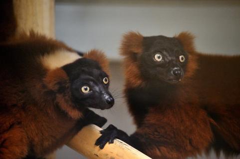 1deux adorables varis roux photo f gilles grandin