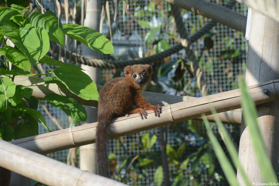 2 zone madagascar jeune lemur a ventre roux ne le 14 avril 2016 photo johanna viala