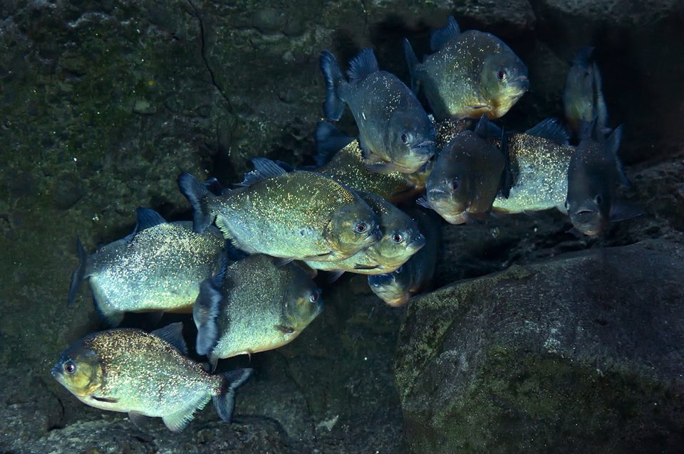 20 banc de piranhas a ventrre rouge arrives de 02 fevrier