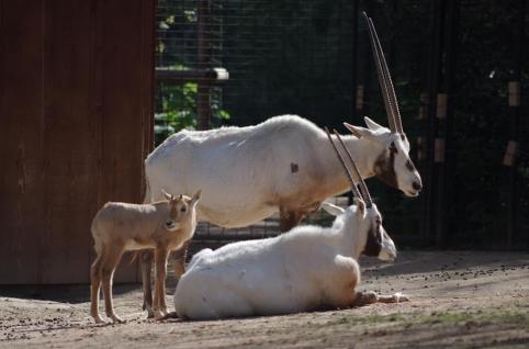 20 jeune oryx ne le 10 mars 2016 et ses parents avril 2016 photo m descombes