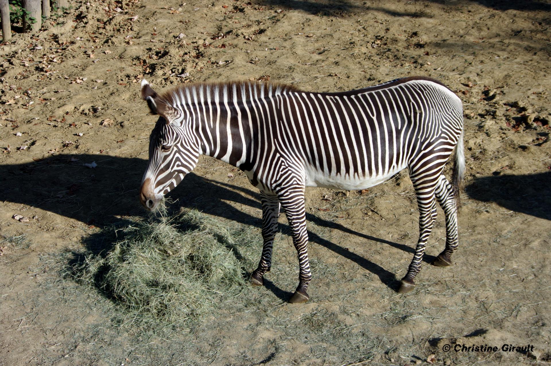 20 zone sahel soudan petit dejeuner de zebre