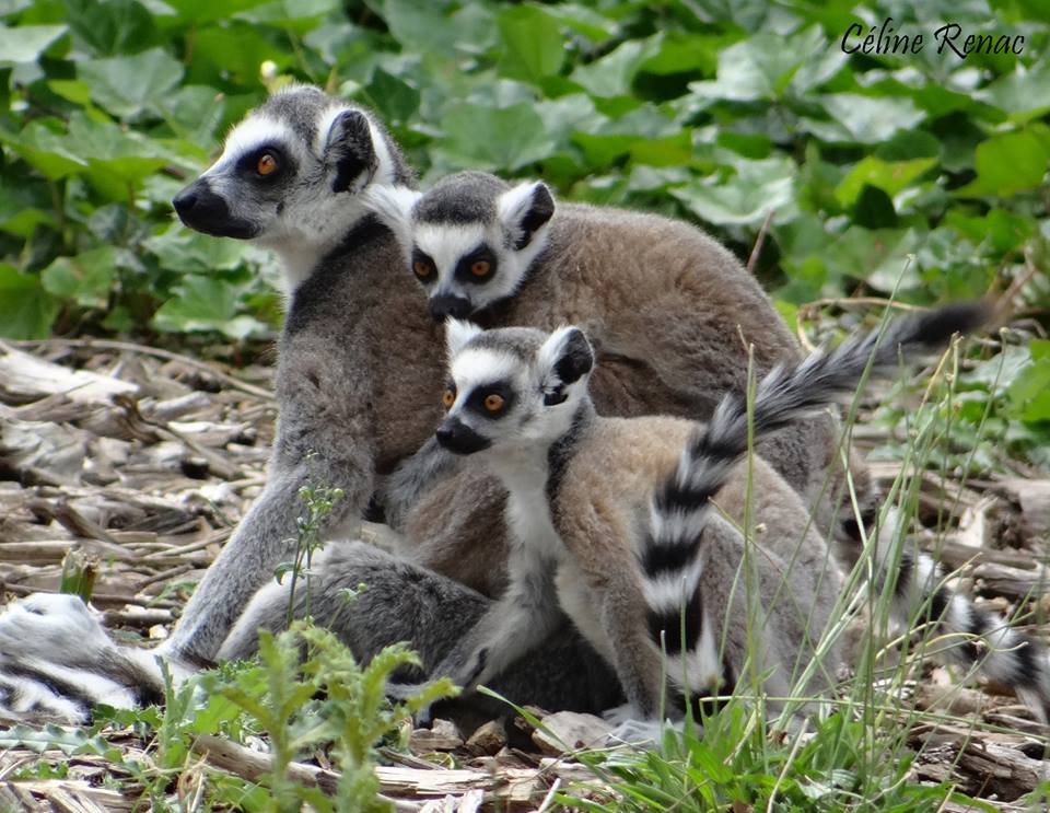 22 greti et ses turbulents jumeaux photo celine renac