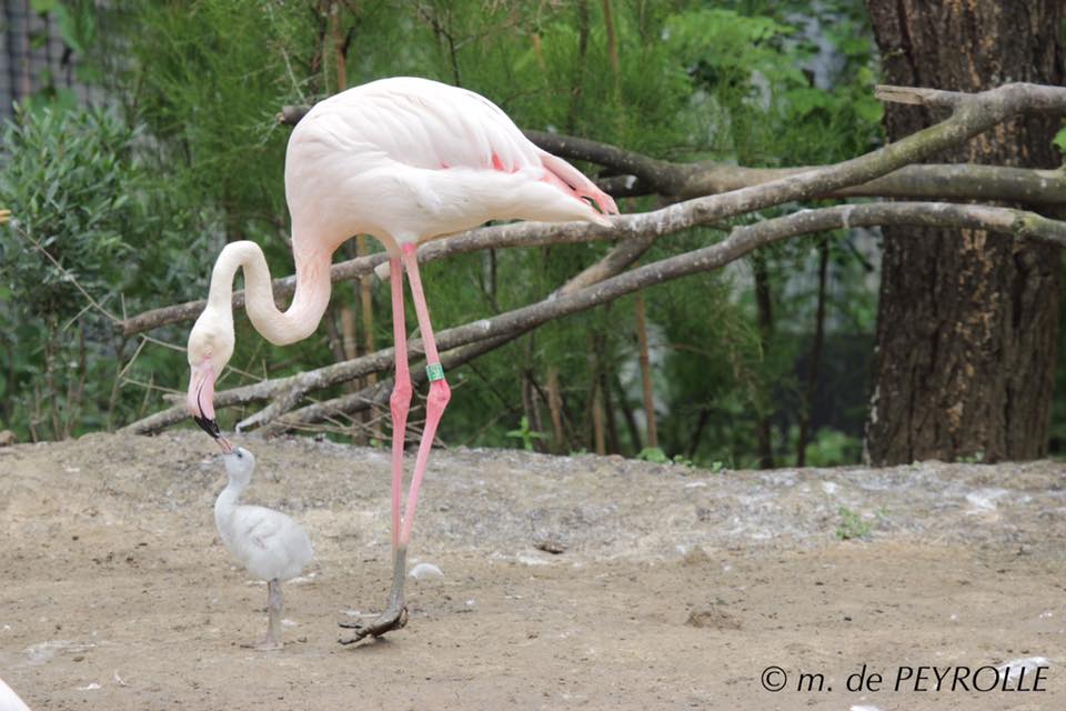 22 un jeune flamant rose