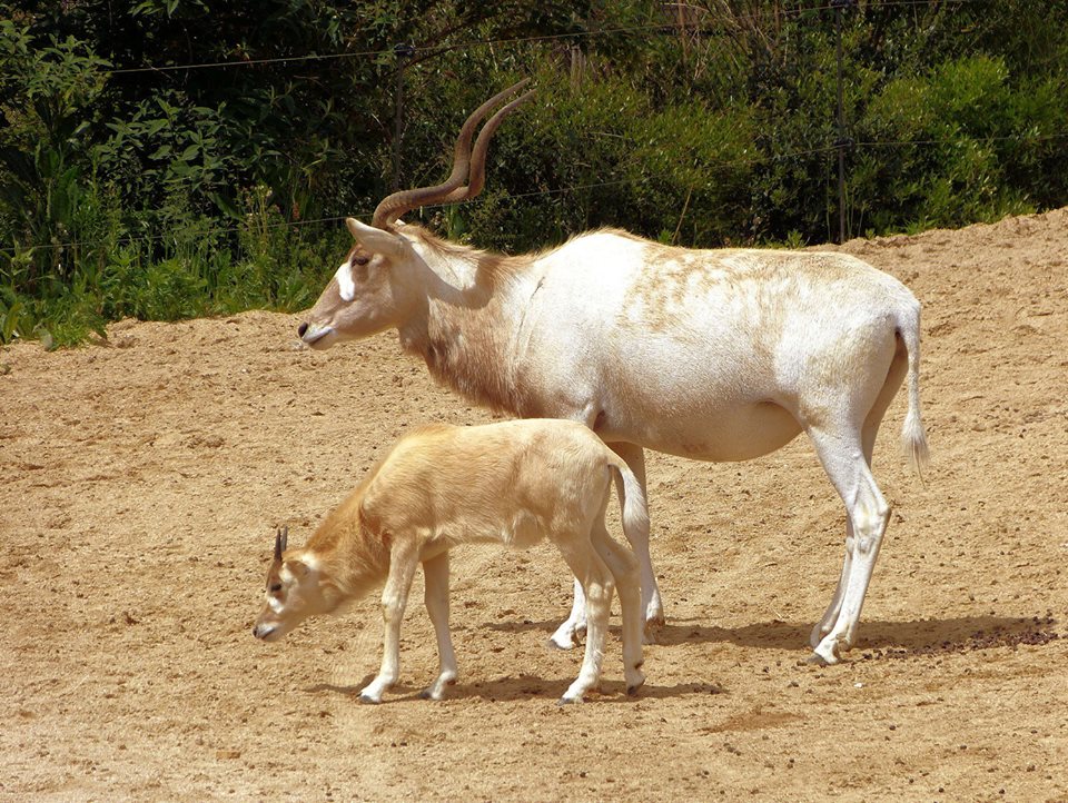 24 zone sahel soudan jeune addax par raymonde contensous