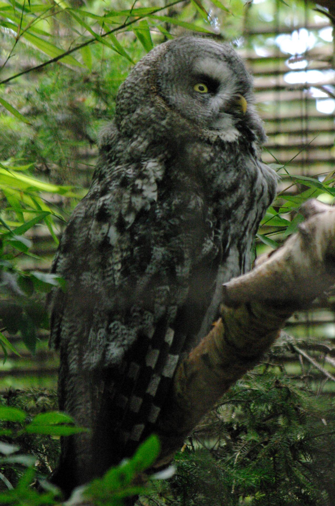 26 menagerie du jardin des plantes chouette