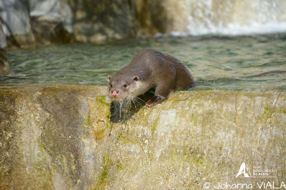 28 dieko nouveau male loutre arrive le 24 mars photo 14 avril 2015