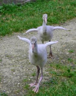 31 deux petits flamants font de l exercice par mathieu descombes