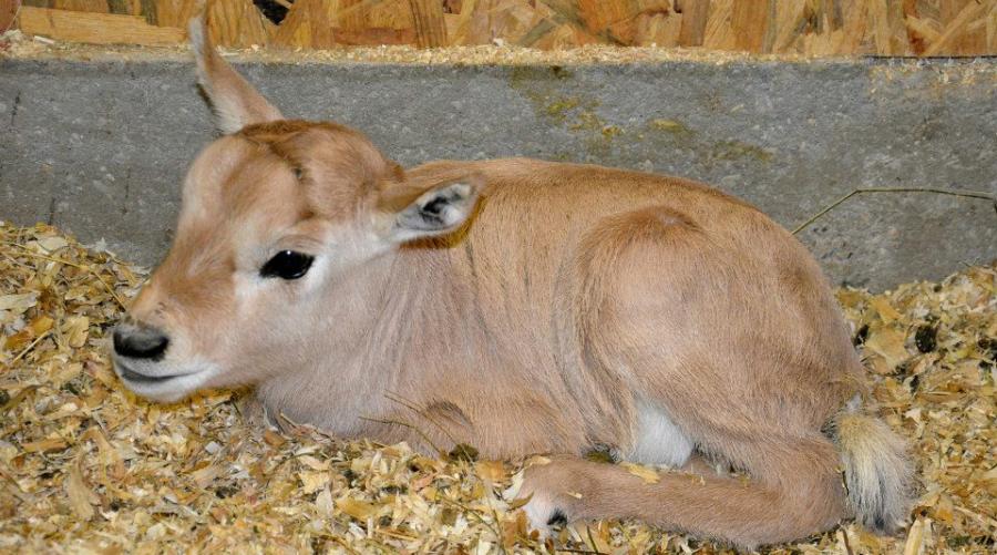 4 bebe oryx