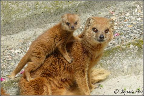 44 mangouste et son bebe ne le 15 fevrier 2016 photo steph elies