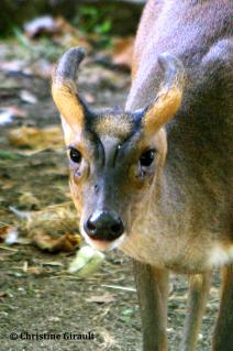 47 jolie tete du muntjac de reeves