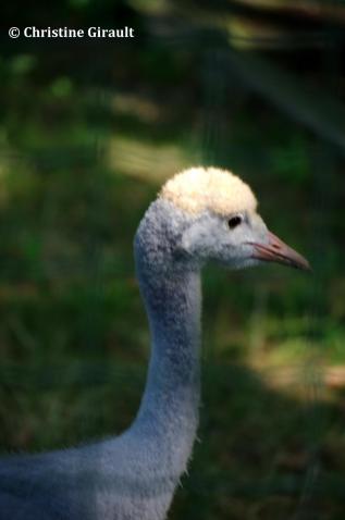 5 portrait du premier gruon de paradis