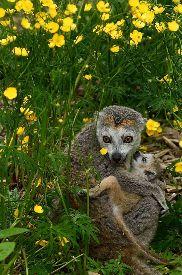 6 jeune lemur a tete couronne photopzp