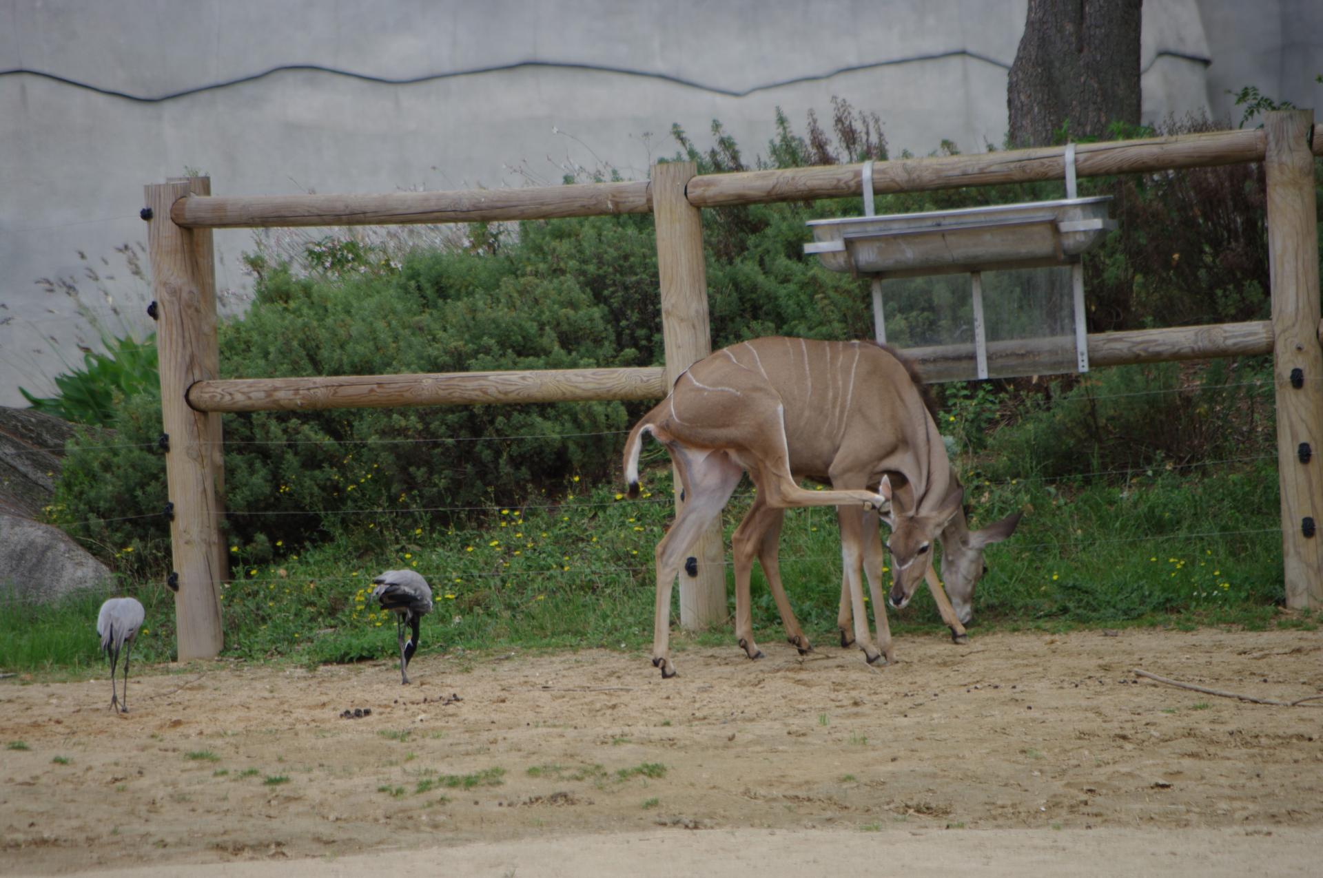 65 zone sahel soudan deux grands koudous et deux grues