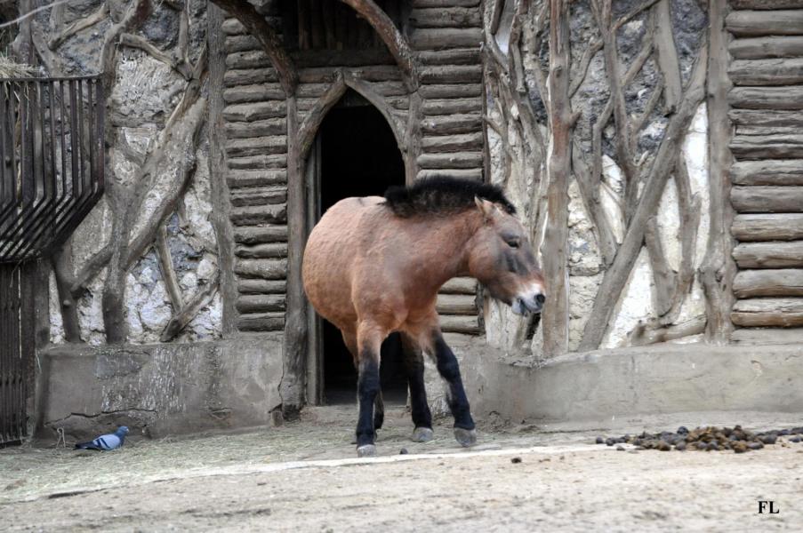 7 cheval de przewalski 1