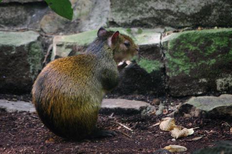 7 l agouti se regale