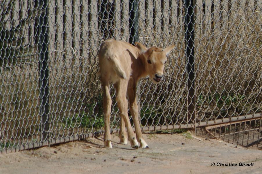 7 le grillage offre un appui salutaire au bebe oryx