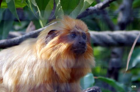 8 tamarin lion dore portrait de plume