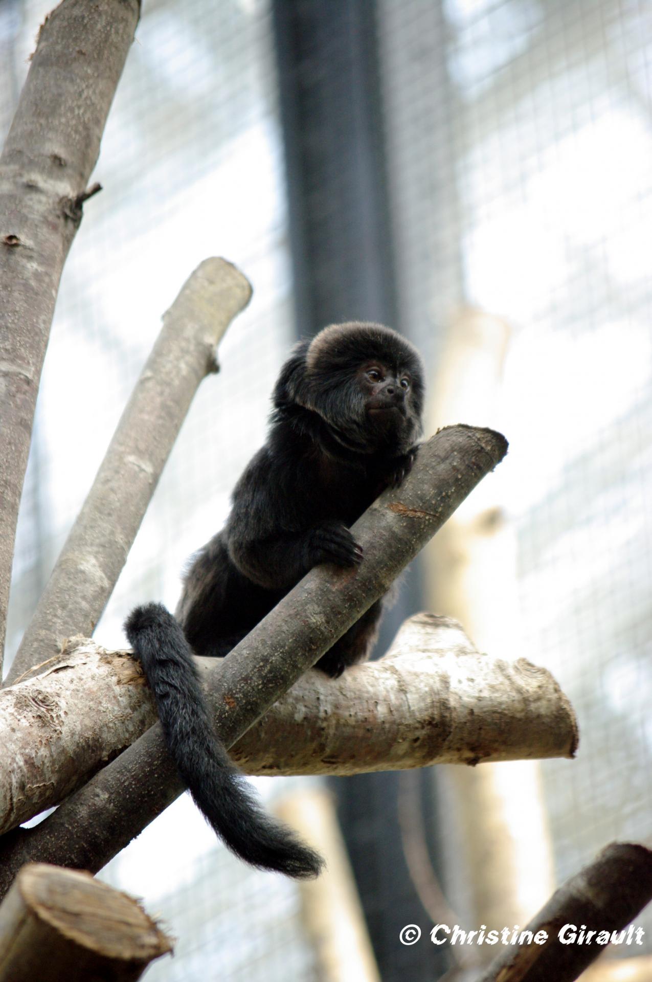 8 zone guyane tout mignon le tamarin de goeldi