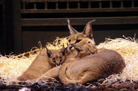 82 les trois jeunes caracals nes le 12 fevrier 2017 et sanaa par chloe birrer