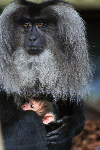 9 femelle macaque a queue de lion et son petit photo emmanuel baril