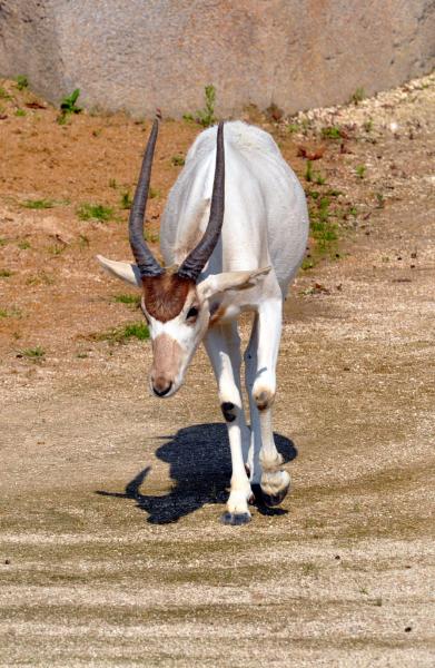 Addax