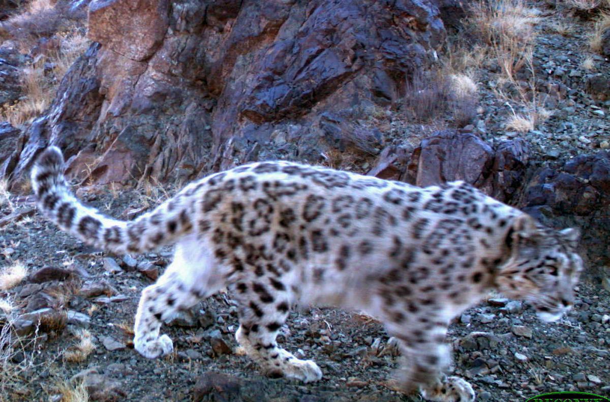 Anou1 _Snow Leopard Trust