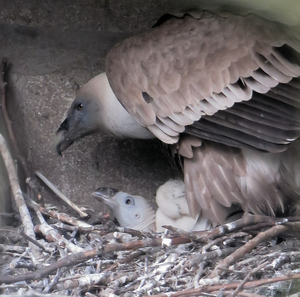 Bebe vautour grandit bien 10 mai celine renac