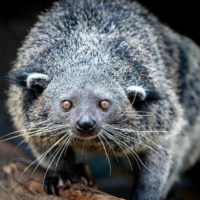 Parrainage Binturong